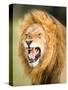 Roaring Lion, Masai Mara, Kenya, East Africa, Africa-Karen Deakin-Stretched Canvas