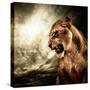 Roaring Lioness Against Stormy Sky-NejroN Photo-Stretched Canvas