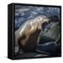 Roaring sea lion on the rocks off the Pacific Ocean-Sheila Haddad-Framed Stretched Canvas