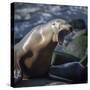 Roaring sea lion on the rocks off the Pacific Ocean-Sheila Haddad-Stretched Canvas