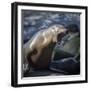 Roaring sea lion on the rocks off the Pacific Ocean-Sheila Haddad-Framed Photographic Print