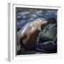 Roaring sea lion on the rocks off the Pacific Ocean-Sheila Haddad-Framed Photographic Print