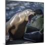 Roaring sea lion on the rocks off the Pacific Ocean-Sheila Haddad-Mounted Photographic Print