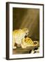 Roaring Tiger-Koson Ohara-Framed Giclee Print