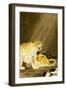 Roaring Tiger-Koson Ohara-Framed Premium Giclee Print