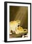 Roaring Tiger-Koson Ohara-Framed Premium Giclee Print