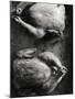 Roast Chicken with Pan Gravy - Conde Nast Collection-null-Mounted Photographic Print