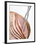 Roast Ham, Partly Carved, with Carving Fork-null-Framed Photographic Print