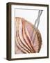 Roast Ham, Partly Carved, with Carving Fork-null-Framed Photographic Print