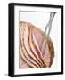 Roast Ham, Partly Carved, with Carving Fork-null-Framed Photographic Print