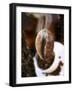 Roasted Coffee Bean (Steaming)-Dieter Heinemann-Framed Premium Photographic Print