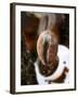 Roasted Coffee Bean (Steaming)-Dieter Heinemann-Framed Photographic Print