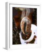 Roasted Coffee Bean (Steaming)-Dieter Heinemann-Framed Photographic Print