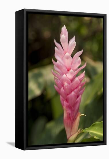 Roatan Butterfly Garden, Pink Cone Ginger, Hawaiian Ginger, Honduras-Jim Engelbrecht-Framed Stretched Canvas