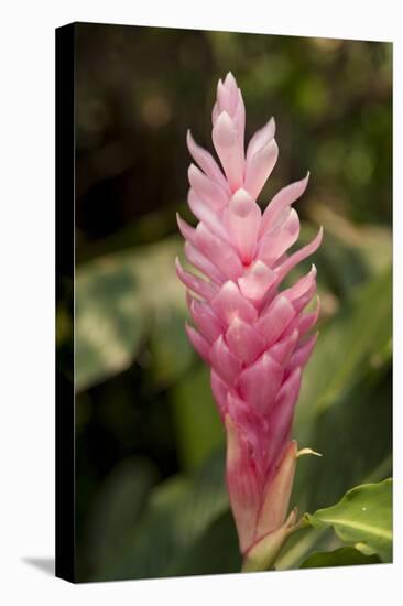 Roatan Butterfly Garden, Pink Cone Ginger, Hawaiian Ginger, Honduras-Jim Engelbrecht-Stretched Canvas