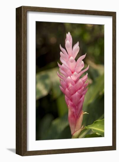 Roatan Butterfly Garden, Pink Cone Ginger, Hawaiian Ginger, Honduras-Jim Engelbrecht-Framed Photographic Print