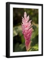 Roatan Butterfly Garden, Pink Cone Ginger, Hawaiian Ginger, Honduras-Jim Engelbrecht-Framed Photographic Print