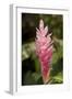 Roatan Butterfly Garden, Pink Cone Ginger, Hawaiian Ginger, Honduras-Jim Engelbrecht-Framed Photographic Print