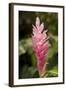 Roatan Butterfly Garden, Pink Cone Ginger, Hawaiian Ginger, Honduras-Jim Engelbrecht-Framed Photographic Print