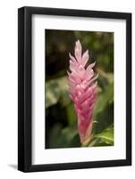 Roatan Butterfly Garden, Pink Cone Ginger, Hawaiian Ginger, Honduras-Jim Engelbrecht-Framed Photographic Print