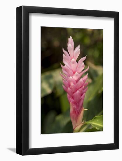 Roatan Butterfly Garden, Pink Cone Ginger, Hawaiian Ginger, Honduras-Jim Engelbrecht-Framed Photographic Print