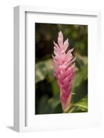 Roatan Butterfly Garden, Pink Cone Ginger, Hawaiian Ginger, Honduras-Jim Engelbrecht-Framed Photographic Print