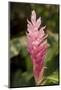 Roatan Butterfly Garden, Pink Cone Ginger, Hawaiian Ginger, Honduras-Jim Engelbrecht-Mounted Photographic Print