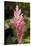 Roatan Butterfly Garden, Pink Cone Ginger, Hawaiian Ginger, Honduras-Jim Engelbrecht-Stretched Canvas