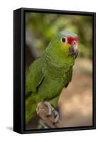 Roatan Butterfly Garden, Red Lored Parrot, Tropical Bird, Honduras-Jim Engelbrecht-Framed Stretched Canvas