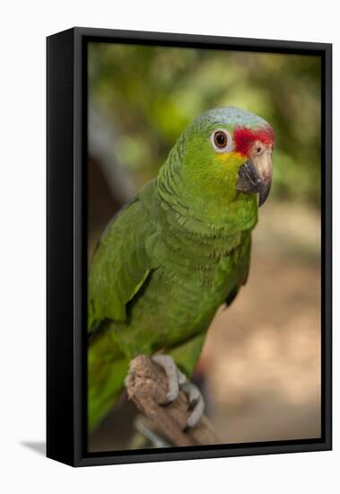 Roatan Butterfly Garden, Red Lored Parrot, Tropical Bird, Honduras-Jim Engelbrecht-Framed Stretched Canvas