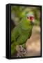 Roatan Butterfly Garden, Red Lored Parrot, Tropical Bird, Honduras-Jim Engelbrecht-Framed Stretched Canvas