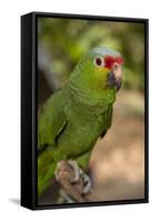 Roatan Butterfly Garden, Red Lored Parrot, Tropical Bird, Honduras-Jim Engelbrecht-Framed Stretched Canvas