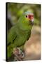 Roatan Butterfly Garden, Red Lored Parrot, Tropical Bird, Honduras-Jim Engelbrecht-Stretched Canvas