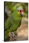 Roatan Butterfly Garden, Red Lored Parrot, Tropical Bird, Honduras-Jim Engelbrecht-Stretched Canvas