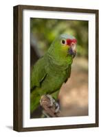 Roatan Butterfly Garden, Red Lored Parrot, Tropical Bird, Honduras-Jim Engelbrecht-Framed Photographic Print