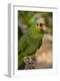 Roatan Butterfly Garden, Red Lored Parrot, Tropical Bird, Honduras-Jim Engelbrecht-Framed Photographic Print