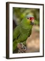 Roatan Butterfly Garden, Red Lored Parrot, Tropical Bird, Honduras-Jim Engelbrecht-Framed Photographic Print