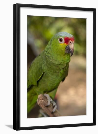 Roatan Butterfly Garden, Red Lored Parrot, Tropical Bird, Honduras-Jim Engelbrecht-Framed Photographic Print