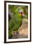 Roatan Butterfly Garden, Red Lored Parrot, Tropical Bird, Honduras-Jim Engelbrecht-Framed Photographic Print