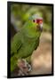 Roatan Butterfly Garden, Red Lored Parrot, Tropical Bird, Honduras-Jim Engelbrecht-Framed Photographic Print