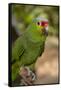 Roatan Butterfly Garden, Red Lored Parrot, Tropical Bird, Honduras-Jim Engelbrecht-Framed Stretched Canvas