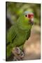 Roatan Butterfly Garden, Red Lored Parrot, Tropical Bird, Honduras-Jim Engelbrecht-Stretched Canvas