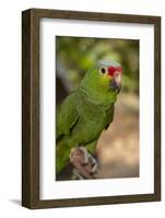 Roatan Butterfly Garden, Red Lored Parrot, Tropical Bird, Honduras-Jim Engelbrecht-Framed Photographic Print