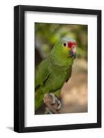 Roatan Butterfly Garden, Red Lored Parrot, Tropical Bird, Honduras-Jim Engelbrecht-Framed Photographic Print