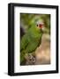 Roatan Butterfly Garden, Red Lored Parrot, Tropical Bird, Honduras-Jim Engelbrecht-Framed Photographic Print