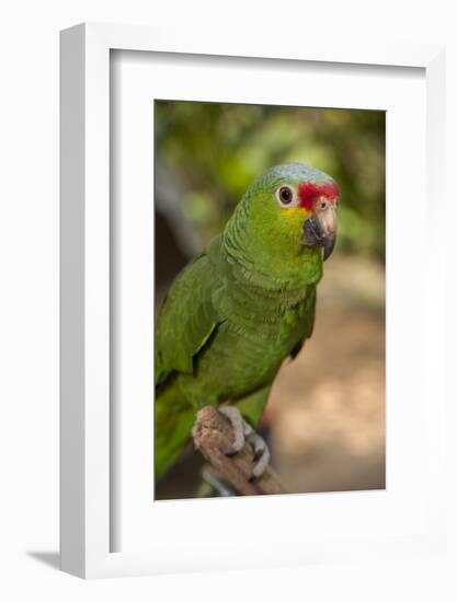 Roatan Butterfly Garden, Red Lored Parrot, Tropical Bird, Honduras-Jim Engelbrecht-Framed Photographic Print