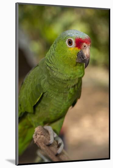 Roatan Butterfly Garden, Red Lored Parrot, Tropical Bird, Honduras-Jim Engelbrecht-Mounted Photographic Print