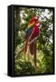 Roatan Butterfly Garden, Scarlet Macaw, Parrot, Tropical Bird, Honduras-Jim Engelbrecht-Framed Stretched Canvas