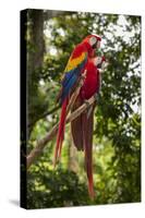 Roatan Butterfly Garden, Scarlet Macaw, Parrot, Tropical Bird, Honduras-Jim Engelbrecht-Stretched Canvas