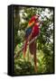Roatan Butterfly Garden, Scarlet Macaw, Parrot, Tropical Bird, Honduras-Jim Engelbrecht-Framed Stretched Canvas